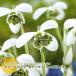  snow Drop луковица ga Ran подвеска hi поли .te2 лампочка . пакет ввод . -слойный ..matsuyuki. цветок. Yamato осень .. луковица no. 4 вид mail возможно гидропонная культура 