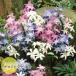  snow Star *chionodoksa луковица смешивание синий * персик * белый 3 цвет смешивание 15 лампочка . пакет ввод yukige лилия J-GARDEN осень .. луковица no. 4 вид mail соответствует 