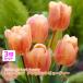  тюльпан луковица абрикос красота salmon розовый 3 лампочка комплект один -слойный Apricot Beauty Triumph fkkaen осень .. луковица no. 4 вид mail соответствует 