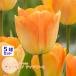  тюльпан луковица tei Dream orange крем 5 лампочка комплект 2 цвет ..DayDream DH осень .. луковица no. 4 вид mail соответствует 