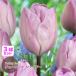  тюльпан луковица Jug ji- lilac серебряный незначительный фиолетовый 3 лампочка комплект один -слойный ..T Triumph J-GARDEN осень .. луковица no. 4 вид mail соответствует 