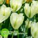  тюльпан луковица springs зеленый белый × зеленый 4 лампочка . пакет ввод bilite.. осень .. луковица no. 4 вид mail возможно 