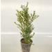  gold metsuge высота дерева 0.4m передний и задний (до и после) 15cm pot (15 шт. комплект )( бесплатная доставка ) рассада растение саженец двор 