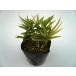 chigo The sa/ 9.0cm pot ( одиночный товар )sima The sasimadake рассада растение саженец двор почвопокровные растения 