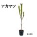  красный matsu высота дерева 0.5m передний и задний (до и после) 10.5cm pot ( одиночный товар ) рассада растение саженец 