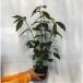  Haku солнечный bok высота дерева 0.5m передний и задний (до и после) 15cm pot ( одиночный товар )( бесплатная доставка ) рассада растение саженец двор 