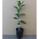  sweet springs height of tree 0.5m rom and rear (before and after) 15cm pot (30 pcs set )( free shipping ) easy . veranda also plant sapling garden 
