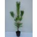  black matsu height of tree 0.5m rom and rear (before and after) 10.5cm pot ( single goods ) seedling plant sapling garden 