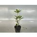  type The ki wooden высота дерева 0.25m передний и задний (до и после) 10.5cm pot ( одиночный товар )............ рассада растение саженец 