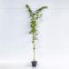 �C���n���~�W ����1.0m�O�� 15cm�|�b�g �i30�{�Z�b�g�j�i���������j  �c �A�� �c�� ��
