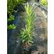 la can maki высота дерева 0.3m передний и задний (до и после) 10.5cm pot (50 шт. комплект )( бесплатная доставка ) рассада растение саженец двор 