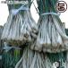  Okinawa производство остров rakkyou 1kg Okinawa популярный Nankoku овощи редкий земля производство 
