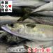 sa.( рефрижератор )10kg[ Sagami . Odawara производство ].. длина . внезапный скорость рефрижератор,. есть, соль . и т.п. [ рефрижератор рейс ]