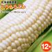  кукуруза белый кукуруза 1 2 шт [ бесплатная доставка ] Hokkaido прекрасный . производство специальный культивирование сельское хозяйство производство предмет фрукты кукуруза ....