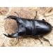  местного производства очень толстый oo рогач a Blaze пара C13 длина тела 76 мм,. ширина 6.3 мм 