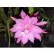 Epiphyllum hybrid ' месяц .' 10.5cmPOT
