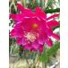 Epiphyllum hybrid *Sunny Hours* 10.5cmPOT