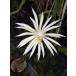 Epiphyllum strictum( epi плёнка . вид * эпифиллум * Queen of the Night вид )10.5 номер POT* departure корень хороший * Thai импорт k заем АО * лес .. кактус * надеты сырой кактус * редкий вид 