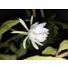 Epiphyllum pumilum(. Queen of the Night ) реальный сырой АО 10.5 номер POT*. вид epi плёнка * лес .. кактус * надеты сырой кактус 