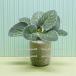 [1 пункт распродажа ] миниатюра декоративное растение горшок имеется искусственная зелень интерьер смешанные товары зеленый смешанные товары кукольный дом маленький . лист Mini растение в горшке ..