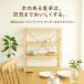 �p�C�����b�N 4�i ��82cm �ؐ� �V�R�� ���h�� �I�[�v�����b�N ���[�I �k�� �i�`������ ������� �g���ȒP �֘A�摜5