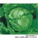  Kobayashi вид рассада lettuce семена ka Sano ba4-15-1 20ml