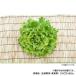  Kobayashi вид рассада lettuce семена mon tray 7227 20ml
