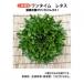  Kobayashi вид рассада lettuce семена one время 7228 20ml