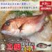  подлинный морской лещ промывание в воде 1 хвост (1 хвост на примерно 1.6kg).. подлинный морской лещ . конструкция праздник подарок церемния на рождение ребенка Okuizome хочет для бизнеса День отца рыба подлинный 