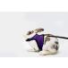 KAYTEE ( Katie -) мелкие животные для комфорт Harness стрейч Lead имеется мышь morumoto хорек и т.п. (M ( шея вокруг 18-23