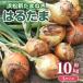  сырой еда .OK!. . Tama ..... новый лук репчатый Shizuoka префектура производство примерно 10kg L размер примерно 40 шар. . Tama шар лук порей tama лук-батун лук весна шар новый шар Shizuoka префектура Hamamatsu 