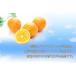 ���̂� ���˓��I�����W�`�[�Y�P�[�L 5�� �x�C�N�h�`�[�Y�P�[�L �X�C�[�c �f�U�[�g �`�[�Y�P�[�L �I�����W�P�[�L �x�[�N�h�`�[�Y�P�[�L �a���� ��j ��� ���j �֘A�摜5
