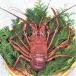  Ehime ..( Исэ город море .) 4-10 хвост 1.9-2kg минут sashimi . предмет .... предмет бесплатная доставка . мир море. . оптовый склад 