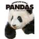 ADVENTURE WORLD PANDAS Hello ... Panda Family / M pi-je-/ маленький . тысяч один .( монография ) б/у 