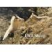Dall Sheep/ синий . фирма / сверху ...( монография ( soft покрытие )) б/у 