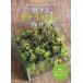  очарован мох террариум. конструкция person часть магазин .... маленький мох. лес / дом. свет ассоциация / камень река Британия произведение ( монография ) б/у 