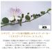 Italiana Capers Sud �����P�C�p�[�X 500g �C�^���A�[�i �P�C�p�[�X �X�b�h  �C�^���A����  �t�����X���� �p�X�^ ������ ������ �T���_ �X�[�v �֘A�摜2