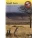  viva! Africa ~ маленький герой ~ б/у DVD