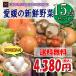 福袋 愛媛のお楽しみ野菜セット デラックス☆ 15品 卵入り ♪ 送料無料!!
