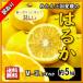 . .. есть перевод мандарин коробка покупка Ehime префектура производство бесплатная доставка примерно 5kg S из 3L редкий .. царапина несколько большее количество 