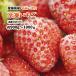  freezing strawberry Ehime prefecture production . strawberry . hutch. ..... smoothie . sauce jam making . freezing approximately 1kg(900g~1kg) don't fit mixing 