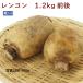  лотос 1.2kg передний и задний (до и после) Ibaraki производство низкий пестициды культивирование включая доставку 