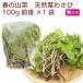  edible wild plants natural leaf wasabi Aomori production 100g rom and rear (before and after) ×1 sack postage extra leaf wasabi spring. taste . natural thing spring. edible wild plants season. vegetable 