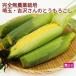  каждый год популярный кукуруза Saitama префектура производство нет пестициды культивирование [40шт.@] включая доставку чрезвычайно .. кукуруза нет пестициды поэтому .. период . короткий .