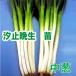  овощи. рассада . останавливаться . сырой средний . разделение . лук-батун *. рассада 50шт.@/ пачка 