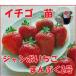 [ ограниченное количество ] фрукты. рассада jumbo клубника ....2 номер клубника * клубника рассада /4 номер pot /12cm pot 3 pot комплект takii вид рассада . покупка 