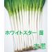  овощи. рассада белый Star futoshi . 1 шт лук-батун *. рассада 50шт.@/ пачка [3 месяц последняя декада примерно .. последовательный отправка ]