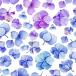  Poe погреб tsu транскрипция бумага цветочный принт WATER HYDRANGEA ( вода hyde Ran jia)