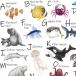 Poe погреб tsu транскрипция бумага SEA CREATURES ALPHABET(si- Creature алфавит ) море. компания море . рыба симпатичный кит nimo краб рыба дельфин 