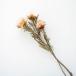  природа натуральный материалы натуральный материалы интерьер модный сухой цветок ( тянуть mo Sam )( закончился последовательность конец )